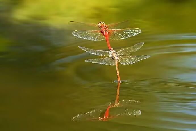 原来,蜻蜓卵是在水里孵化的, 蜻蜓从卵里孵化出的蜻蜓宝宝,要在水中