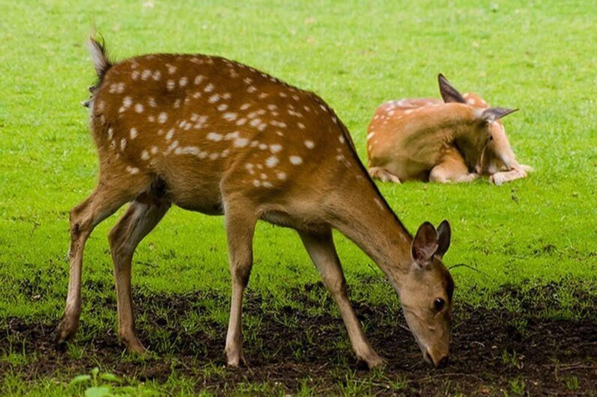 国家级一级重点保护野生动物——梅花鹿 梅花鹿(学名:cervus nippon)