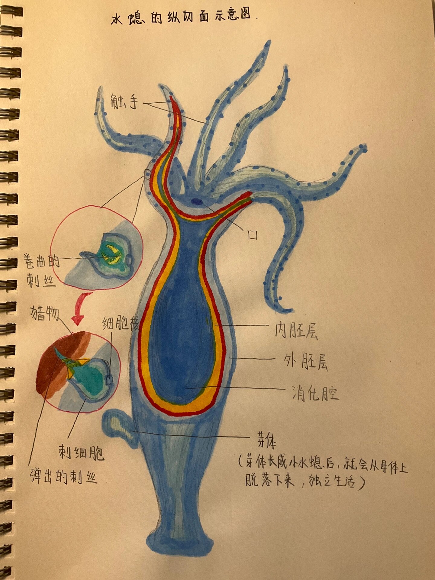 水螅横切面结构图说明图片