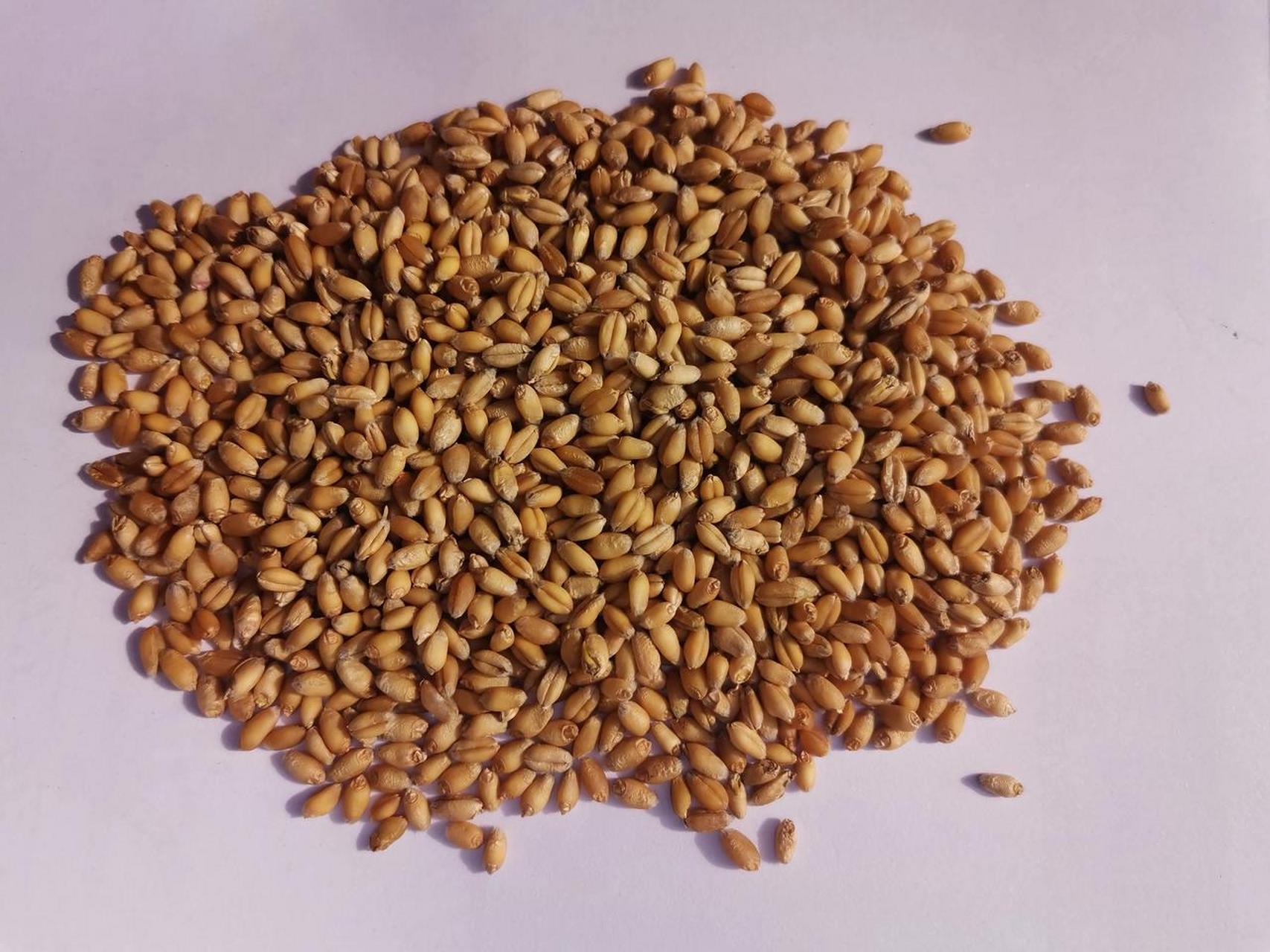 今年的小麦,富硒郑麦366发芽的有20%,坐标河南商丘宁陵县