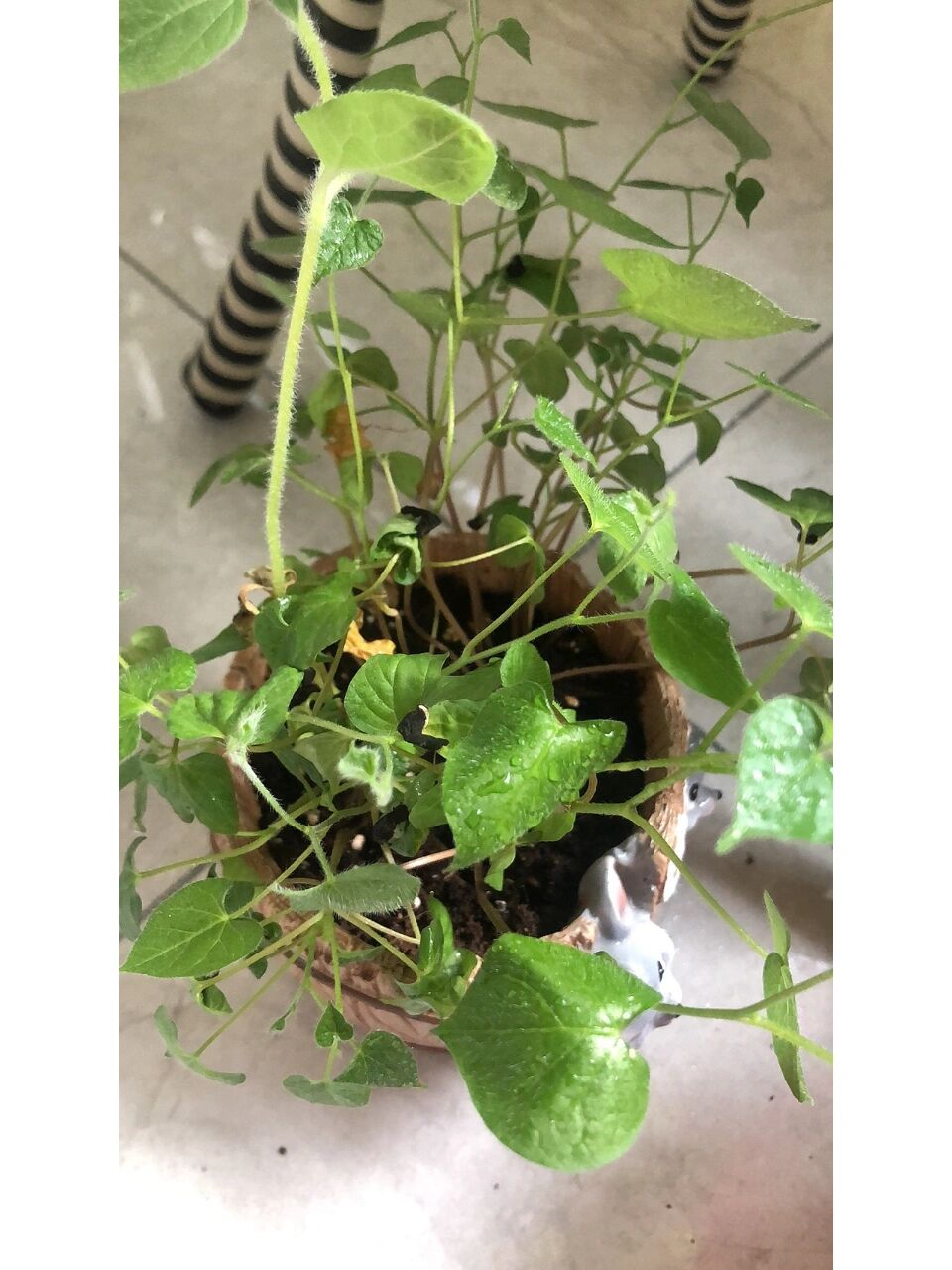 观察一种植物(观察一种植物作文300字左右)