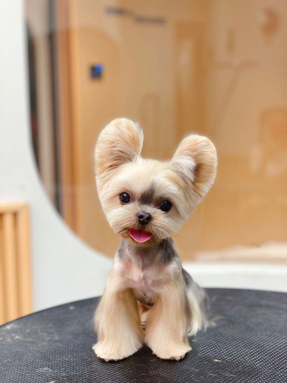 约克夏造型合集,一波对比图惊艳到你了吗06 不用再担心找不到好的