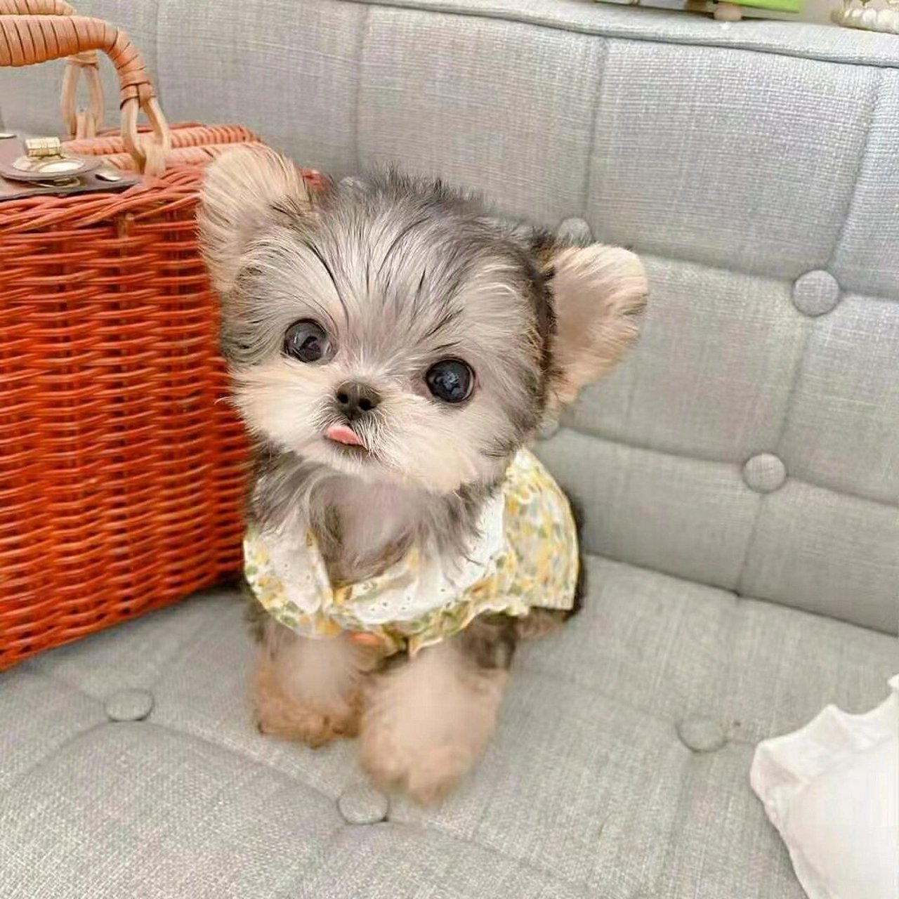 纯种约克夏幼犬金头银背纯金色约克夏梗超小体茶杯长毛狗家养狗狗