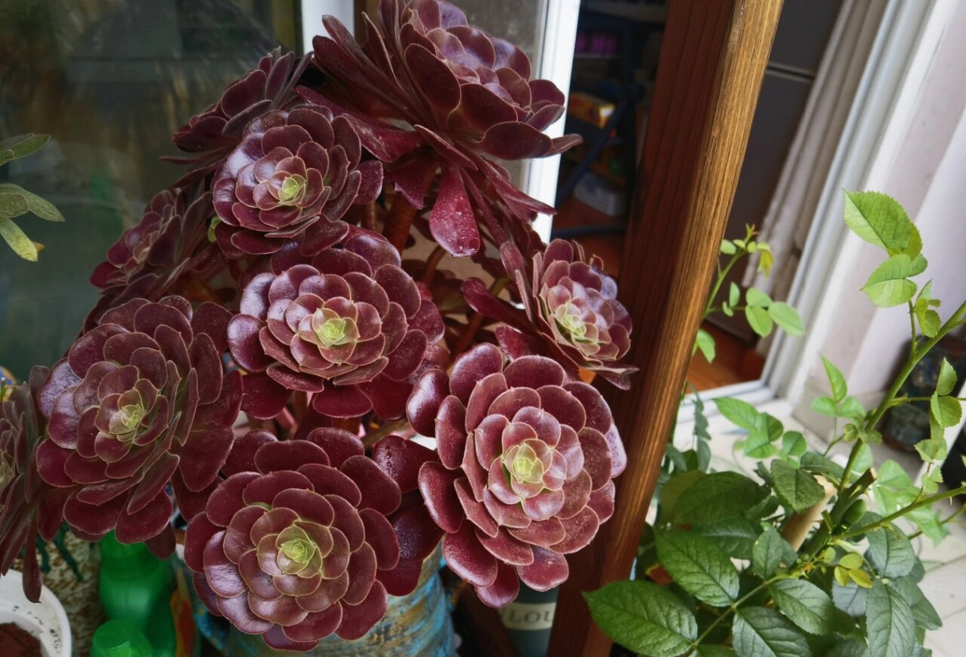 第三年的欧紫 2021年6月22日,纪录我养了第三年的欧紫法师,也是我最爱