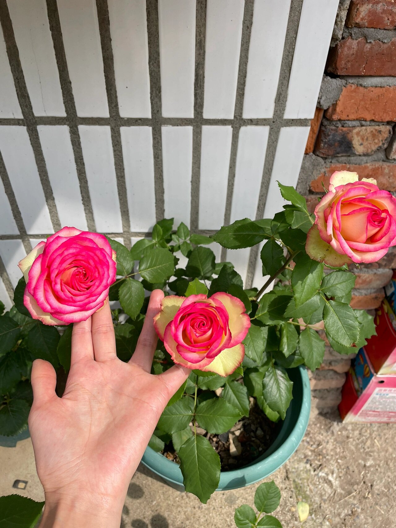 梦露月季,红边真的太好看了 切花月季,艳而不妖,媚而不狐