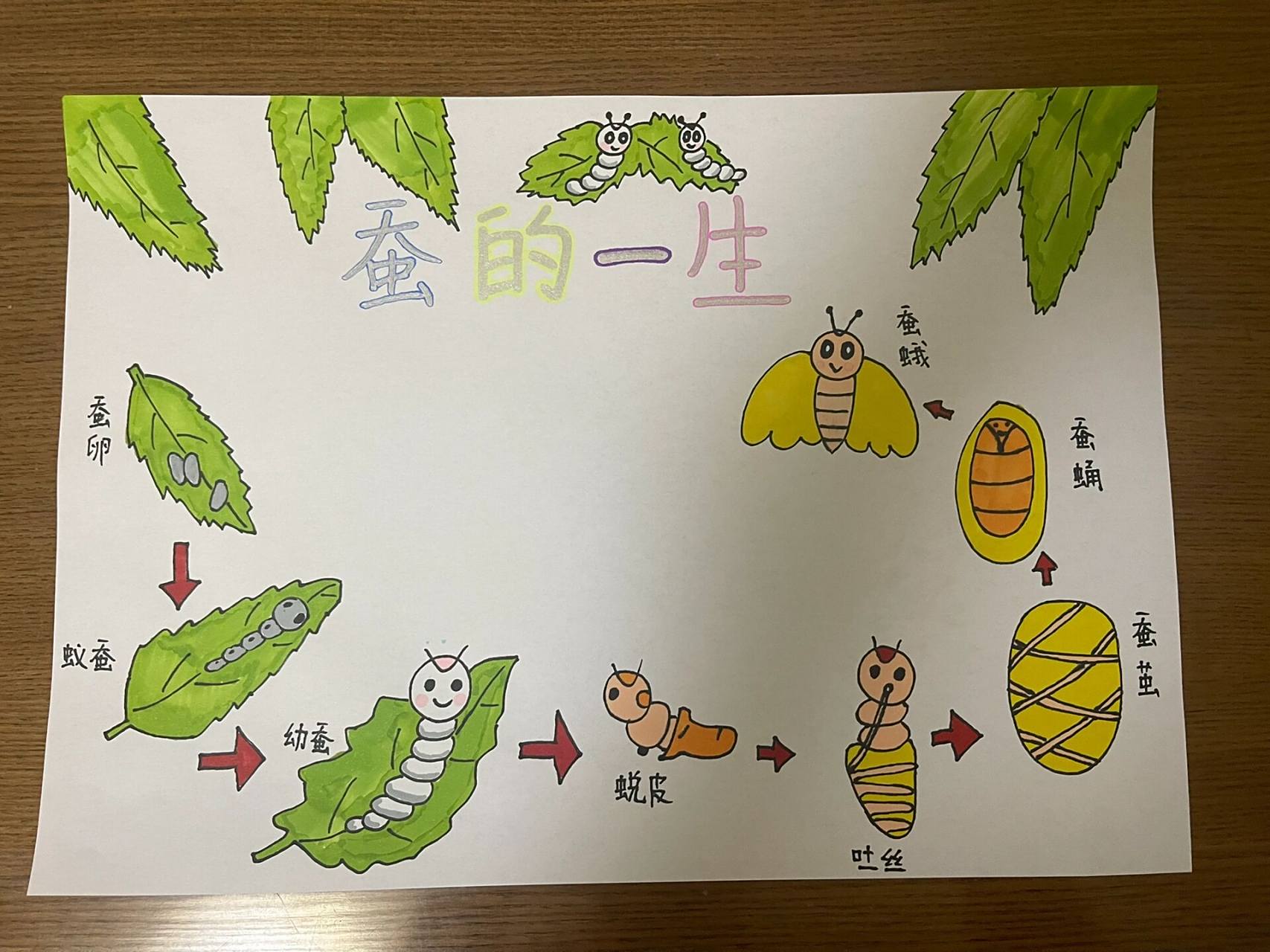 《蚕的一生》 三年级科学小报《蚕的一生》