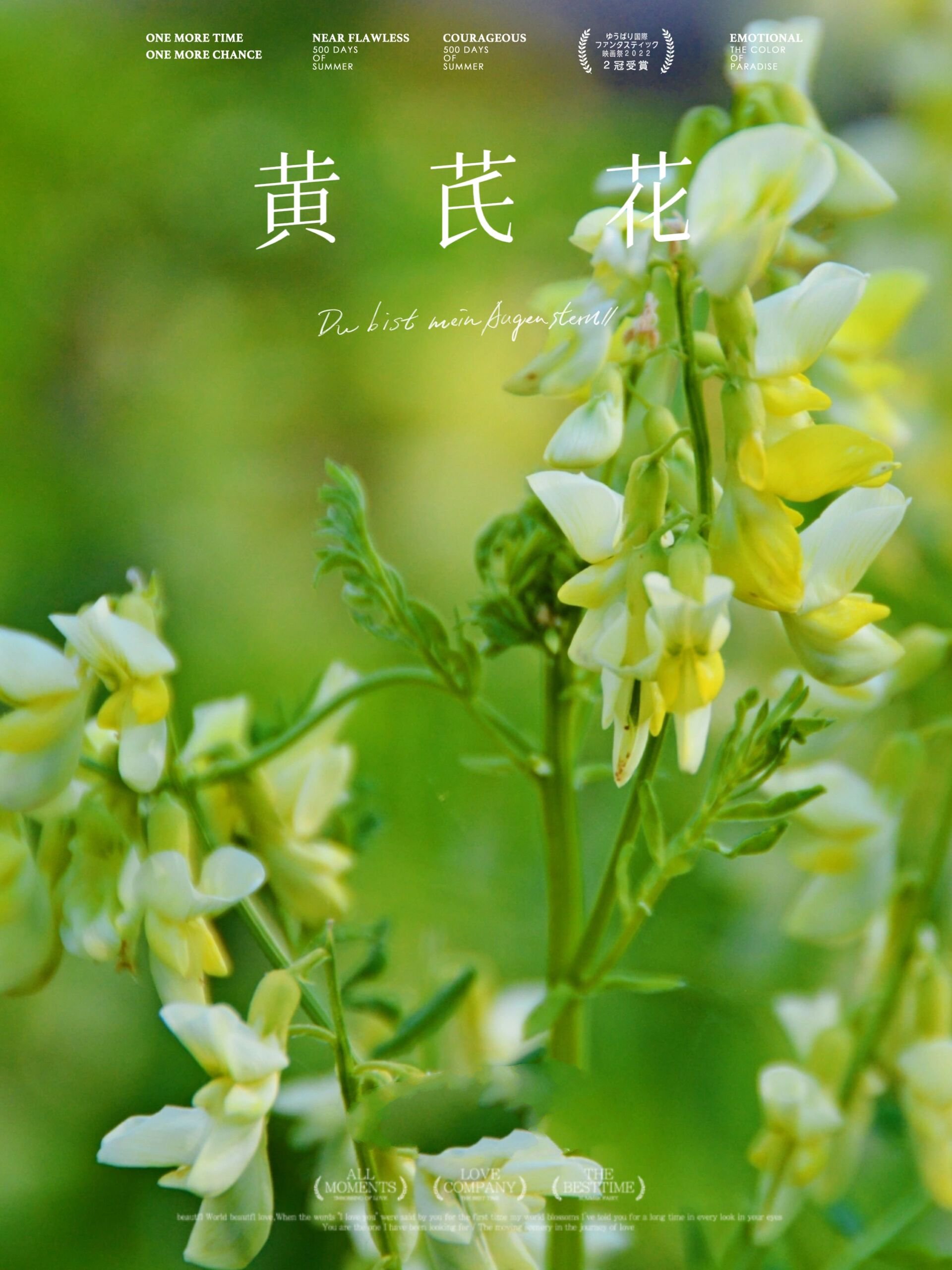 奇花异草:黄芪花 黄芪花语:对幸福和爱的期待.