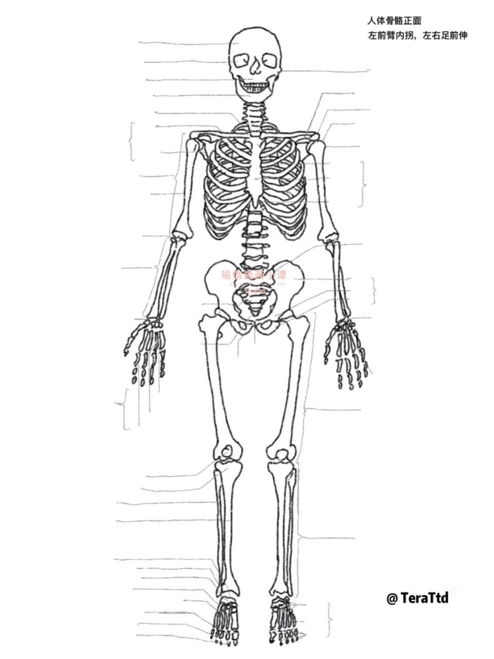 假医学生笔记99697115默写版解剖人体骨骼线稿 假医学生笔记