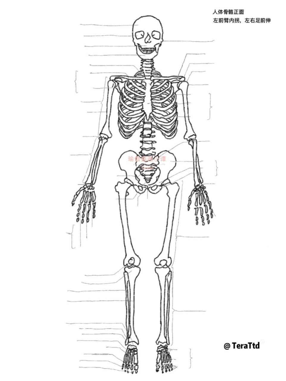 人体骨骼铅笔手绘图图片