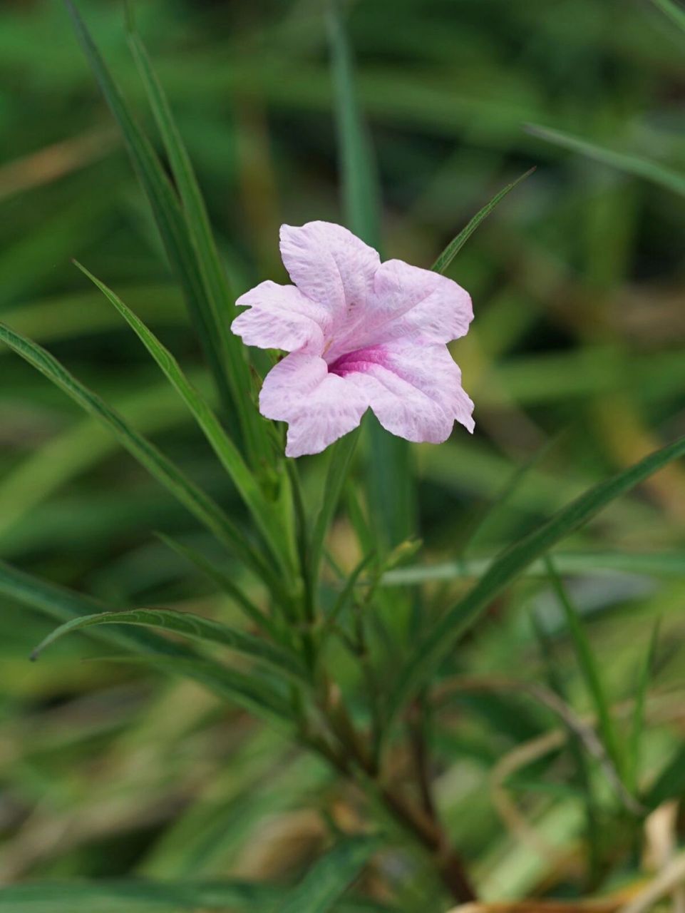 芦莉 蓝花草 ruellia simplex 又名翠芦莉, 爵床科芦莉草属多年生草本