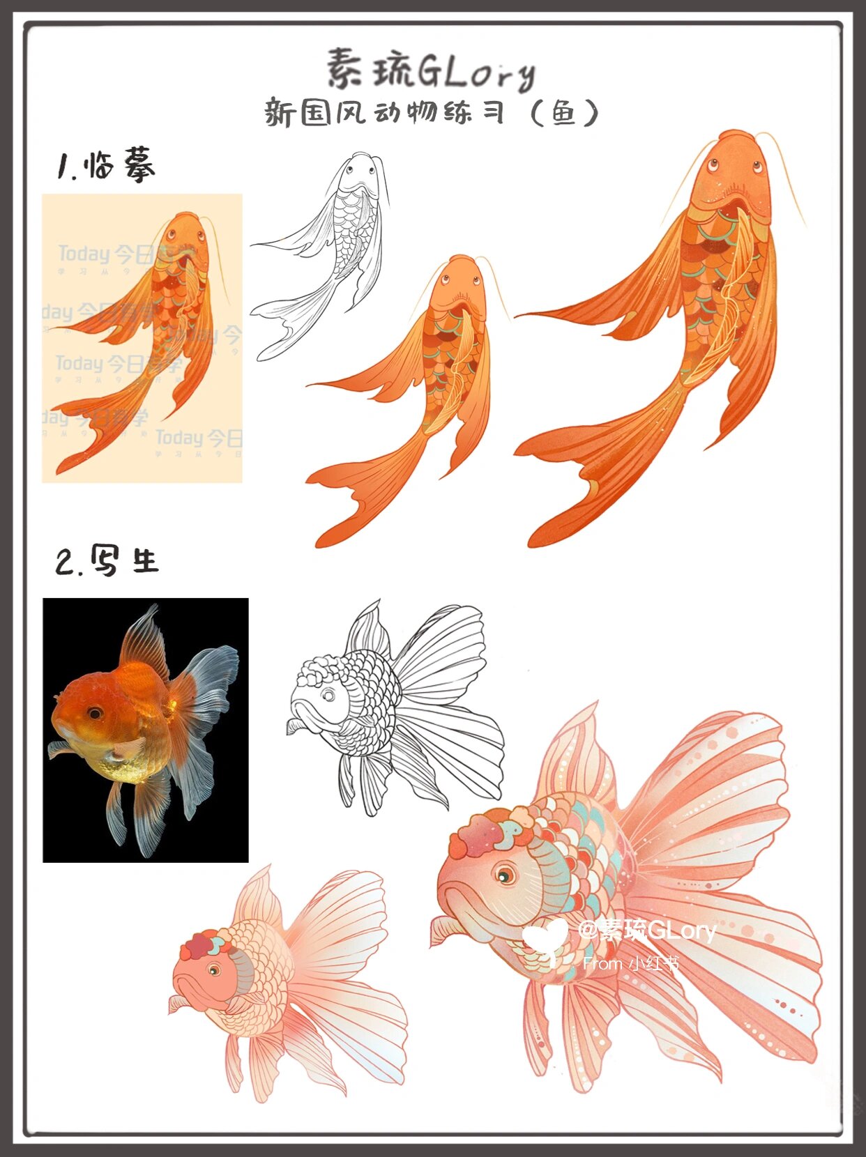 小白学习新国风鱼的绘画步骤