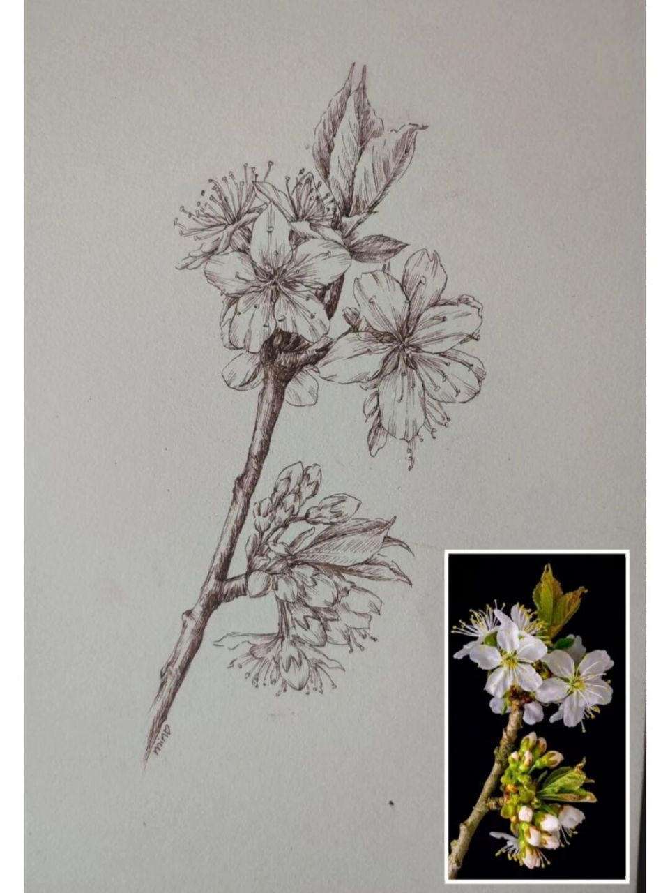 李子花(钢笔画) 李子花与梨花很相似,但李花花蕊是黄色,梨花花蕊为