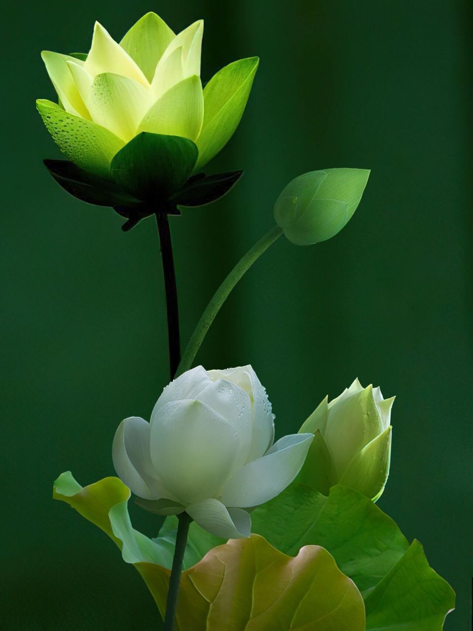 你们期待的唯美荷花来了  摄影 壁纸