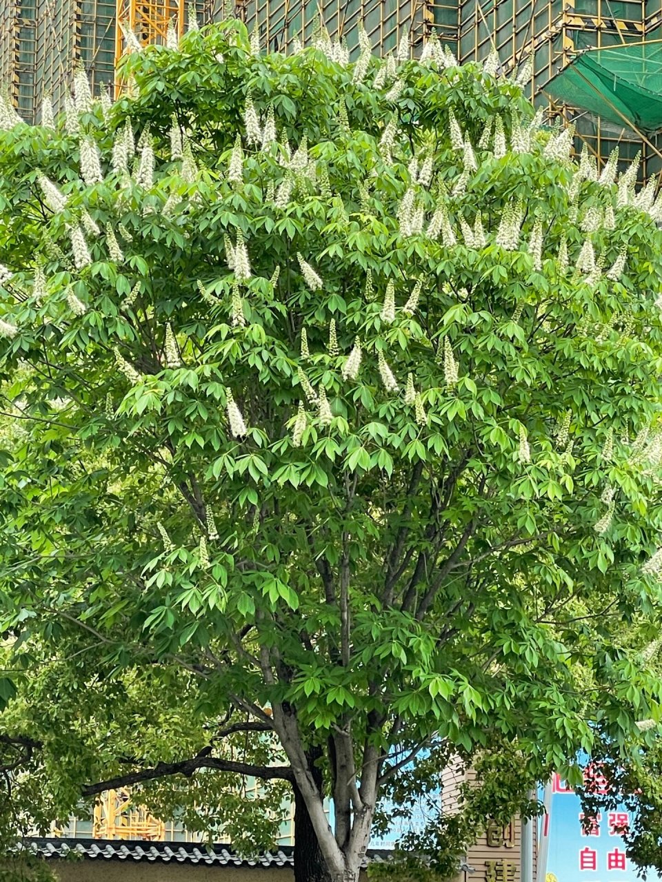 杭州唯一的珍稀行道树:七叶树,已经开花 位置:萧山金鸡路上,萧杭路至