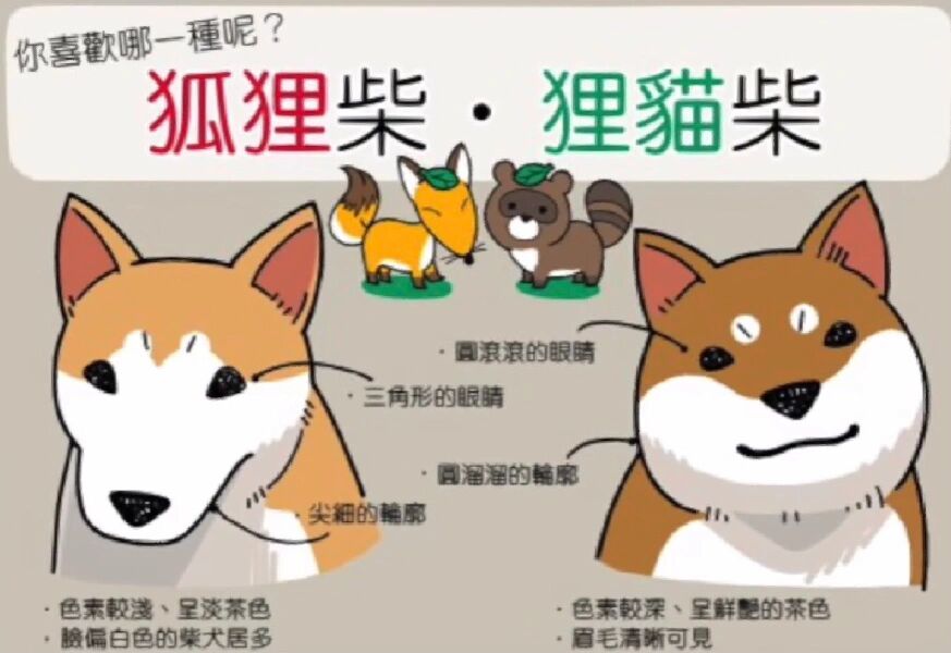 柴犬像狐狸图片