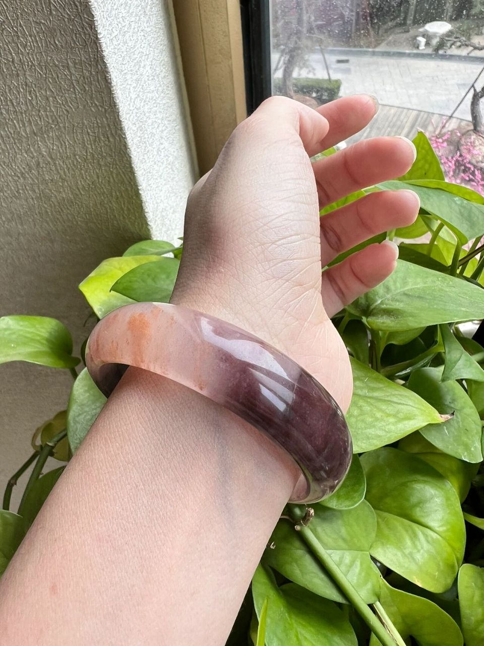 金丝玉紫罗兰不要再买贵了!