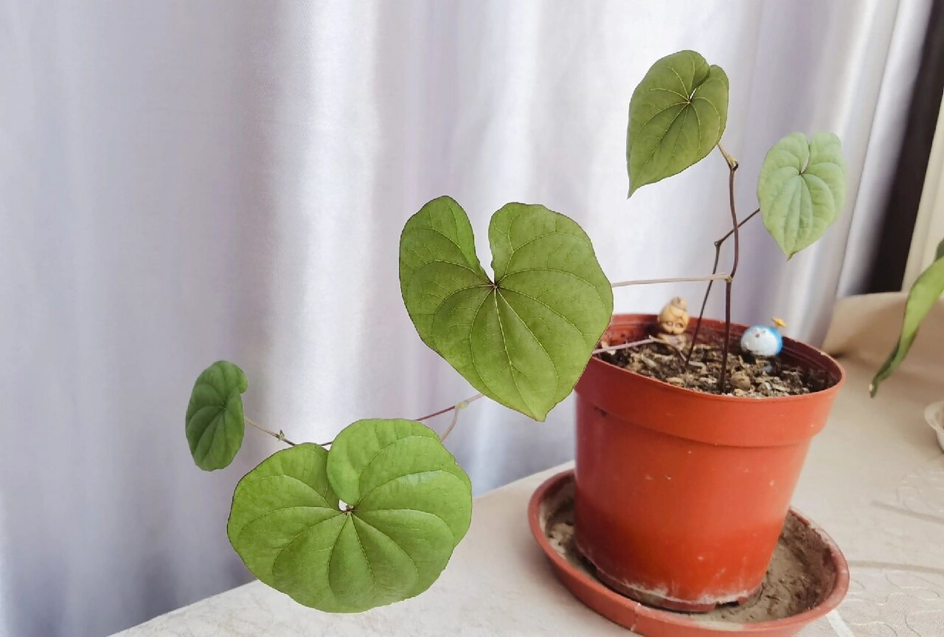 山药豆97种植 97山药豆科普:山药(薯蓣科薯蓣)的叶腋间常生有肾形