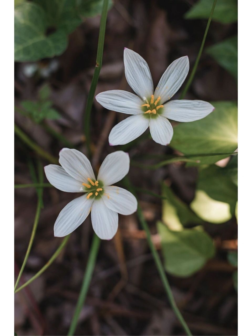 识花系列|卑而不微,纤而不弱的小花7815 今日介绍:葱莲 学名:葱兰