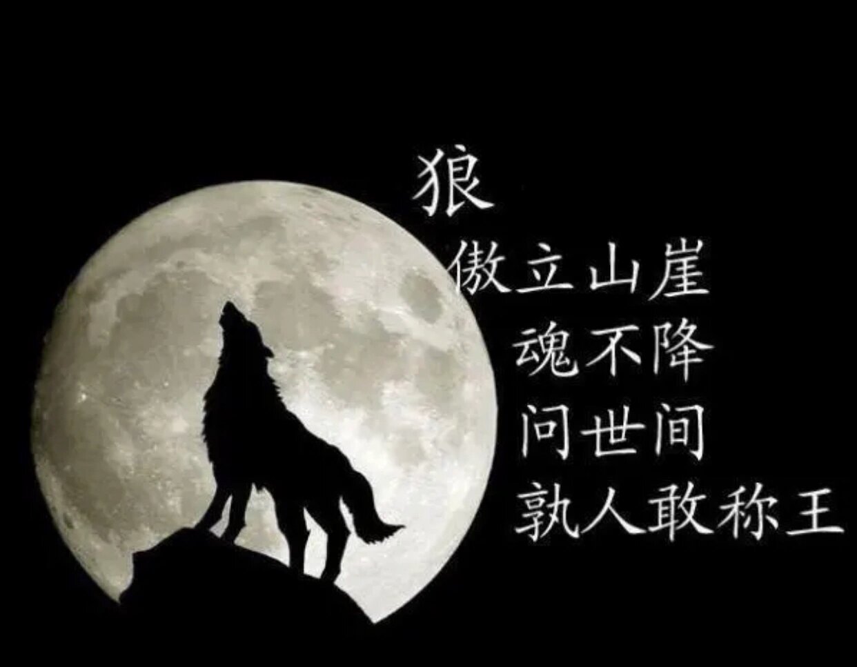 狼王啸月图片
