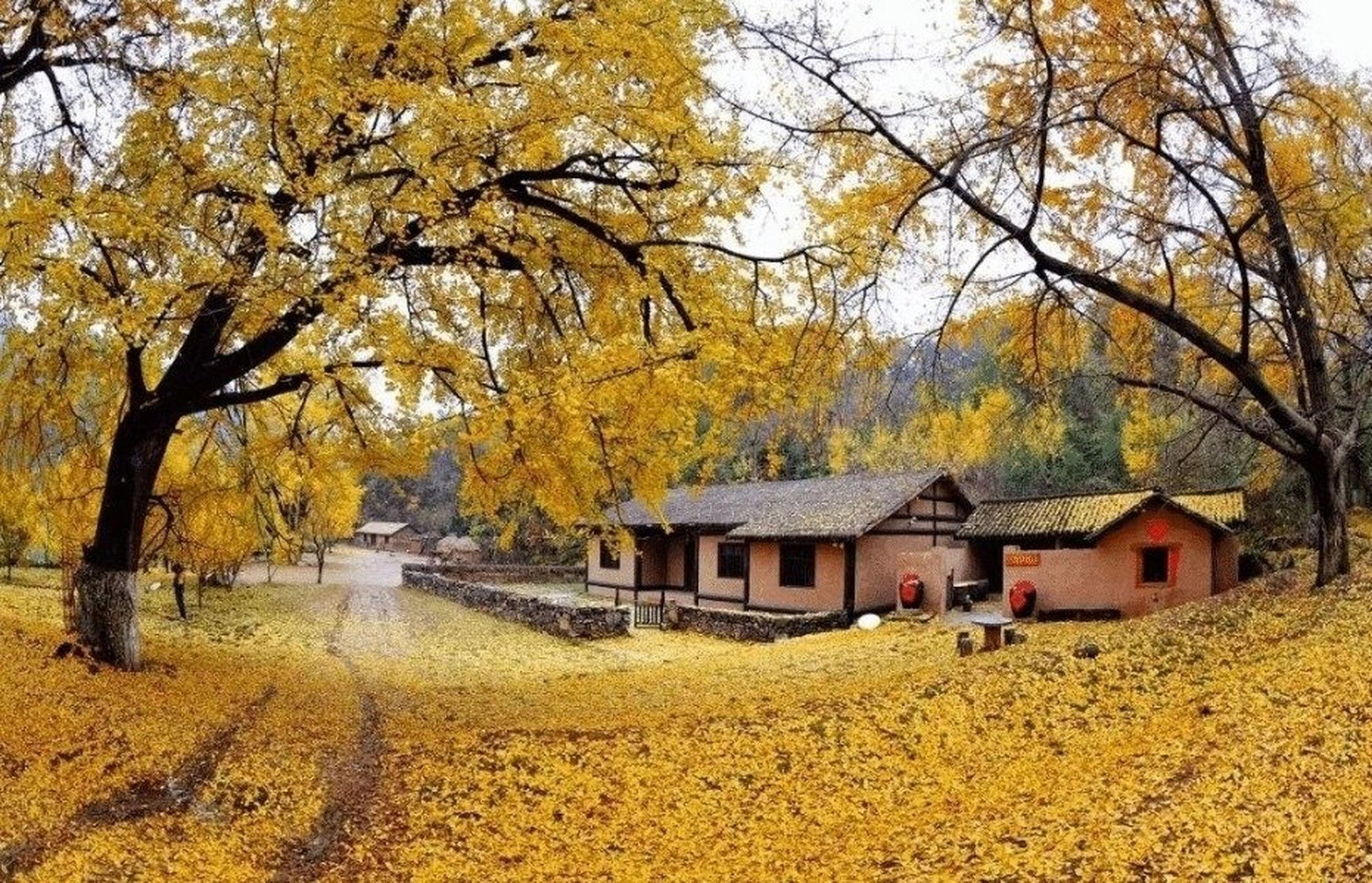 世界古银杏之乡|妥乐村|秋季必打卡之地92 从来银杏不负秋,如画山河