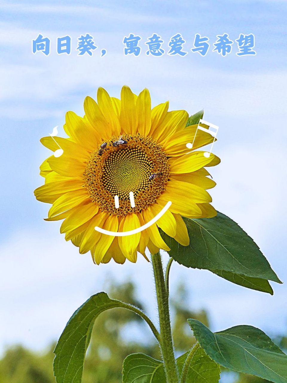 向日葵介绍简短 97 向日葵,又名朝阳花 98 生长在肥沃的大地 93