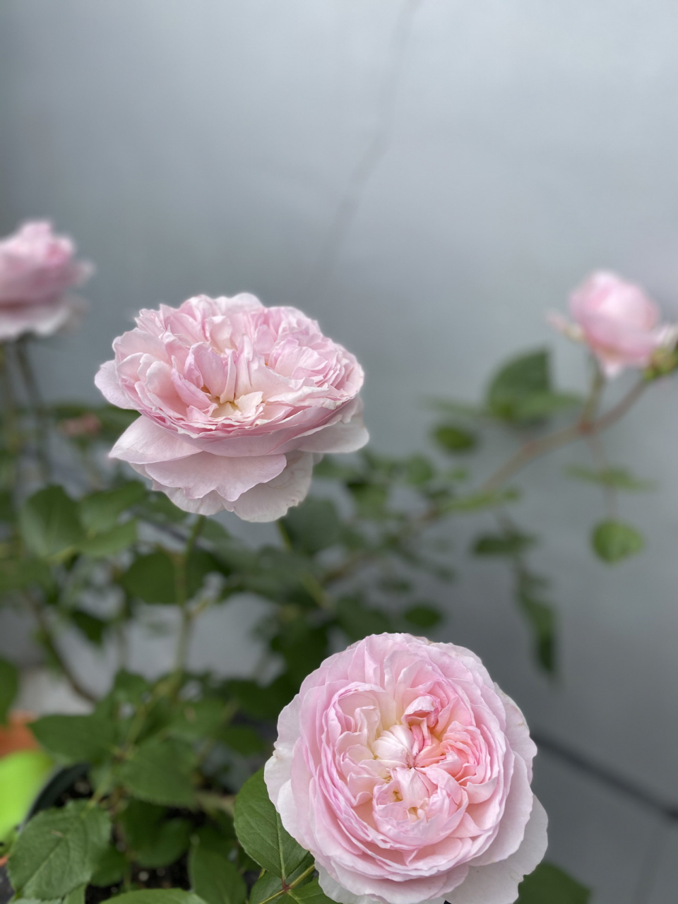 粉色系月季天花板「罗莎琳达」 完美的露台灌木切花品种,全日照阳台也