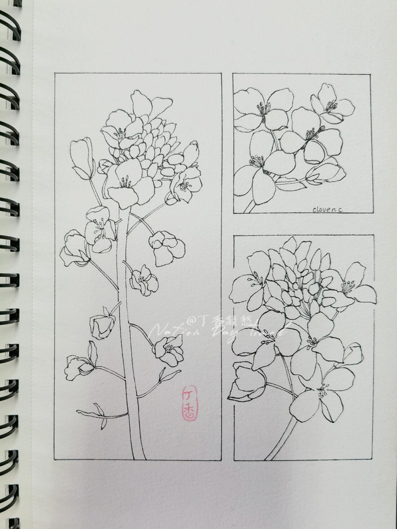 油菜花画线描图片