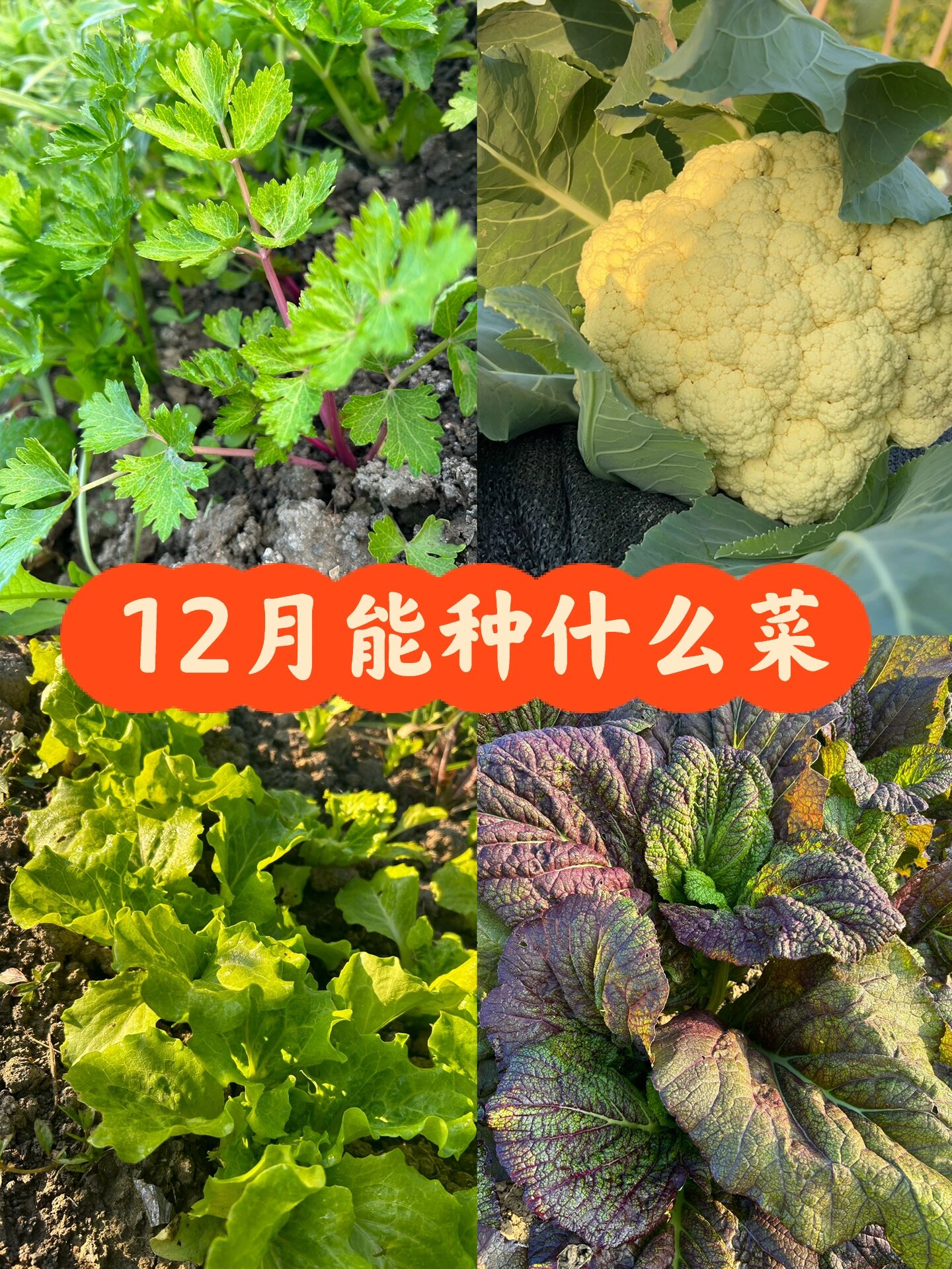 12月能种什么菜