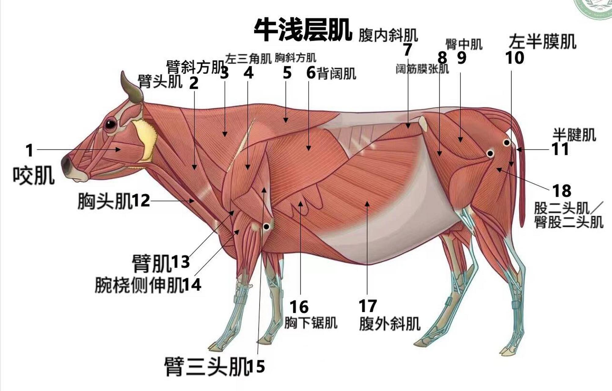 牛板筋在牛身上的位图图片