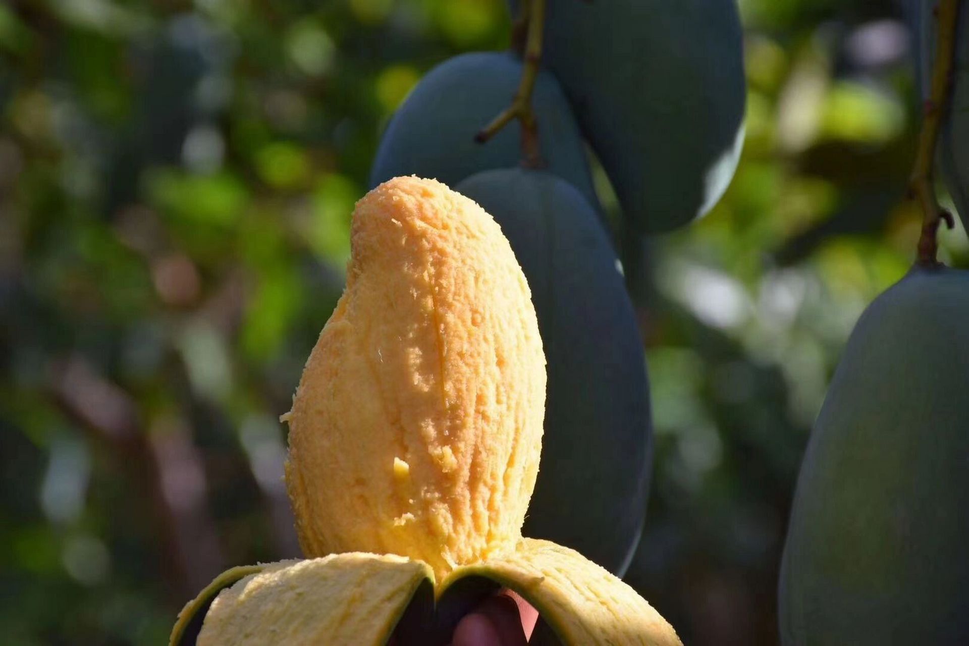 真真z好吃的芒果 广西田东桂七芒果 大桂七特有的标志: 外观呈s形,有