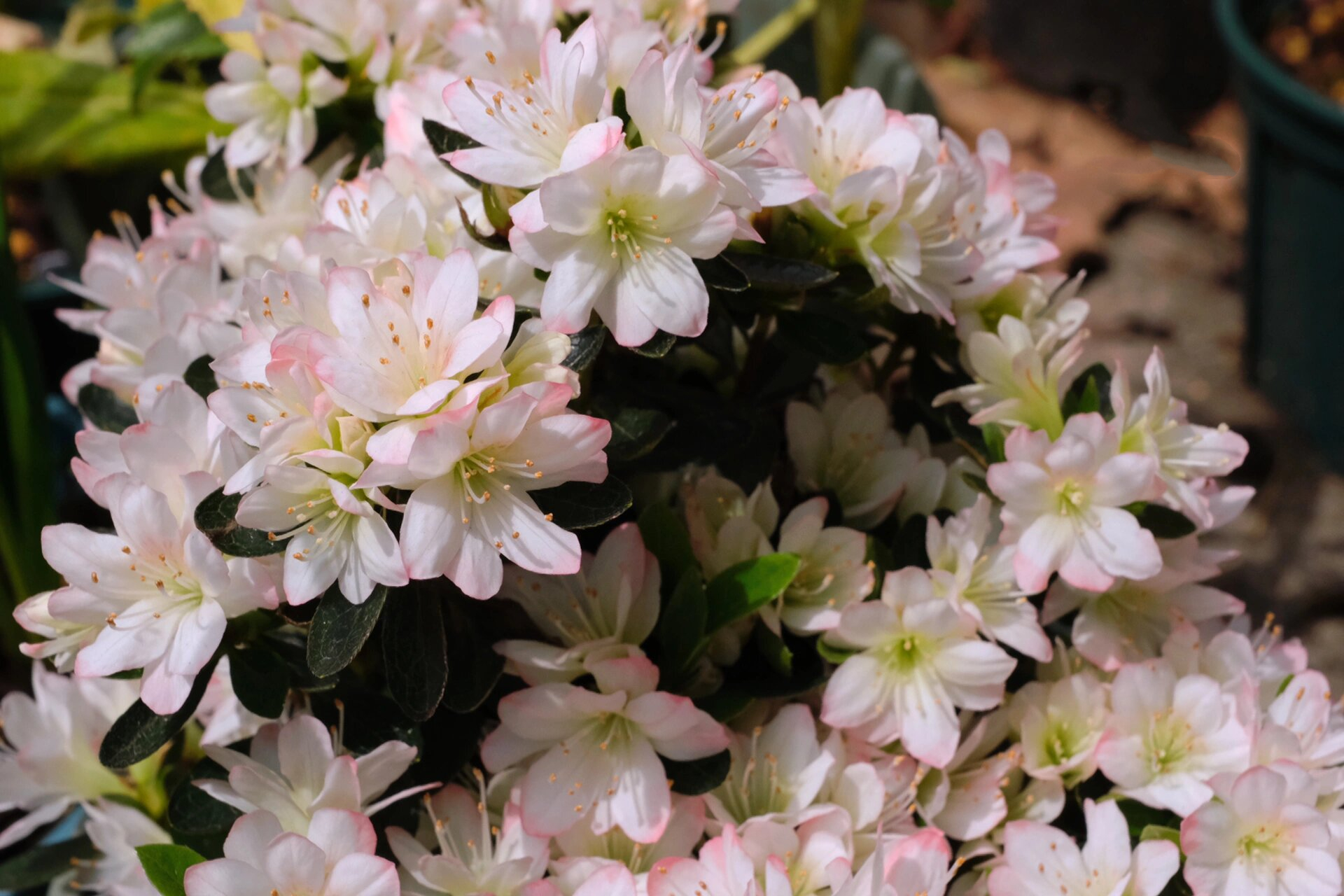 久留米杜鹃 『女王』 好康我说腻了