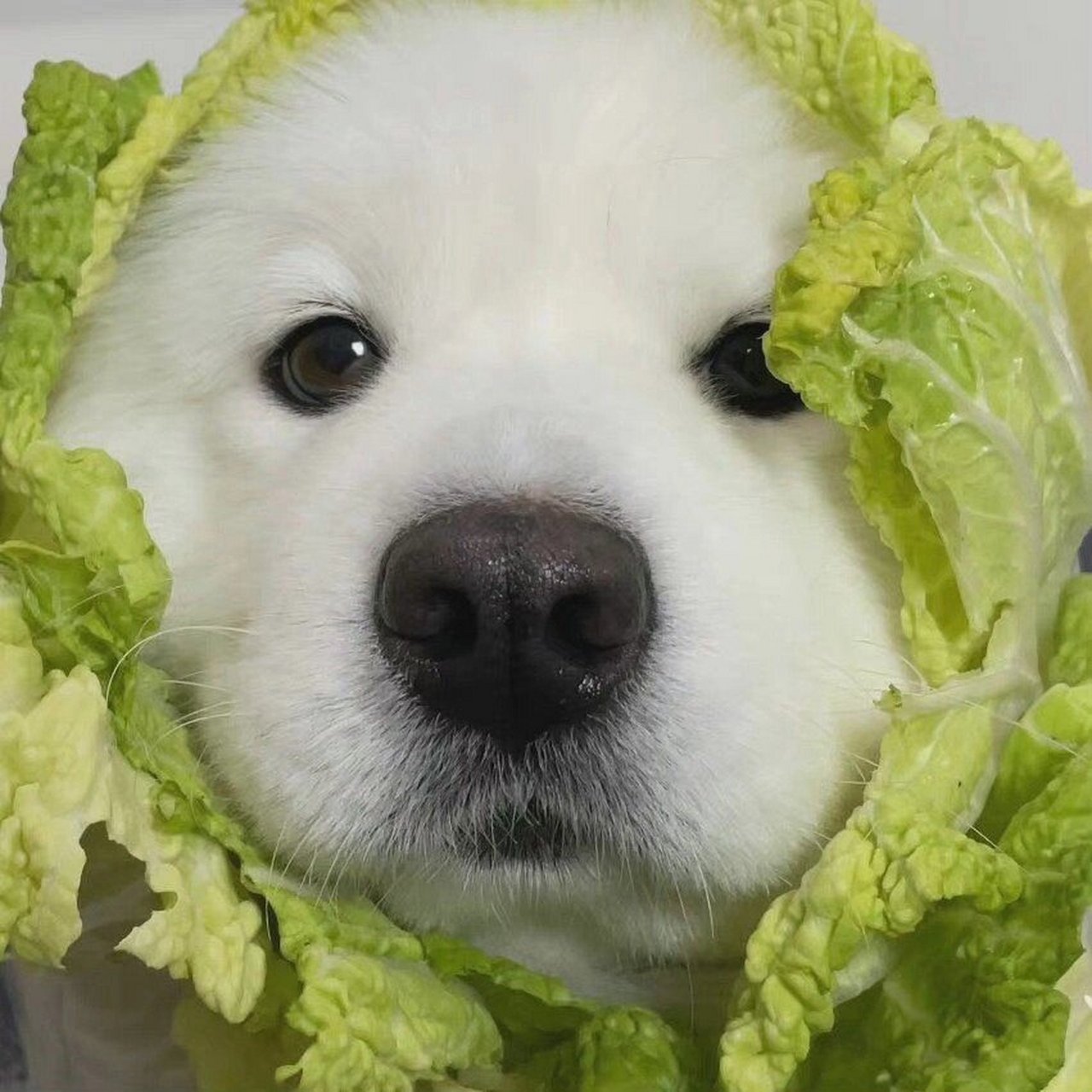 分享一只有颜值的菜狗 真是万能表情包 毕竟谁能拒绝可爱修勾呢99