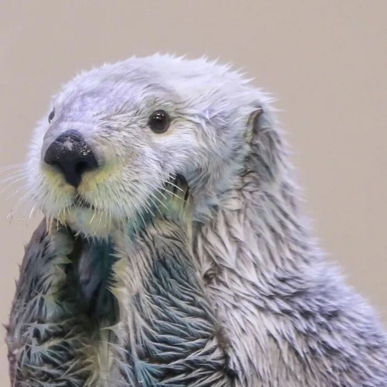 00海獭头像分享～第二弹