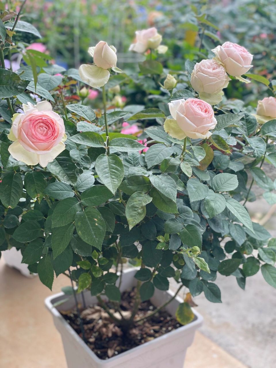 月季|蒙娜丽莎   2022春花～挺美的