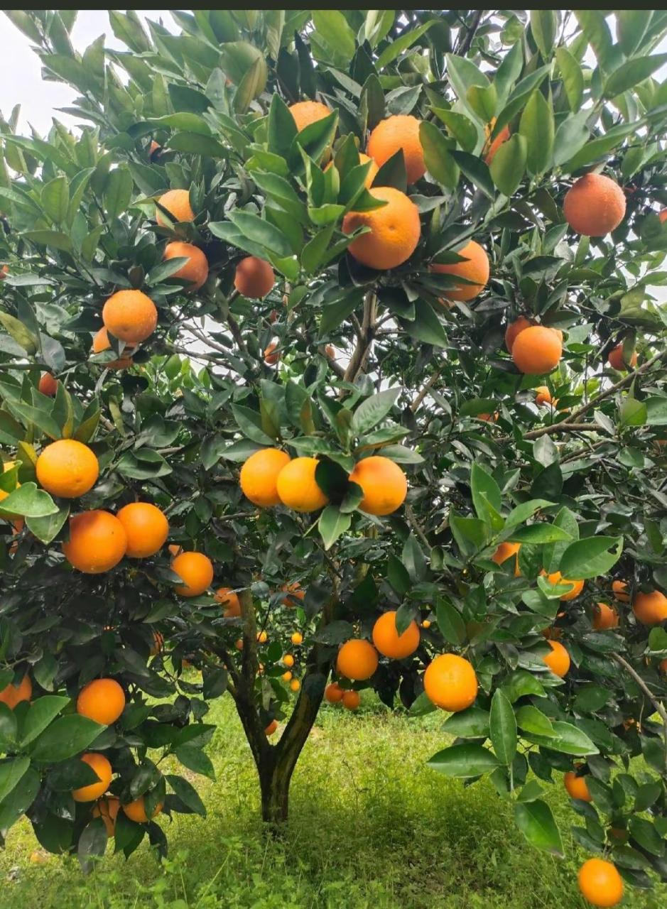 15万斤夏橙,1.8块钱,70以上百分之八十,果面干净,口感好,硬度好.