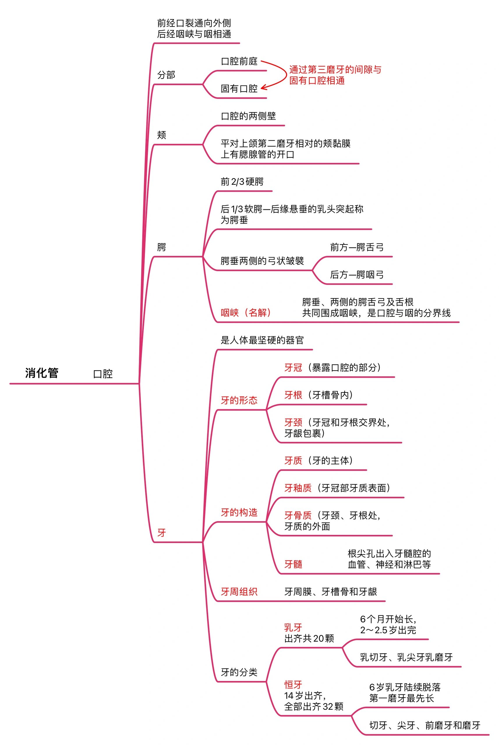 消化腺思维导图高清图片