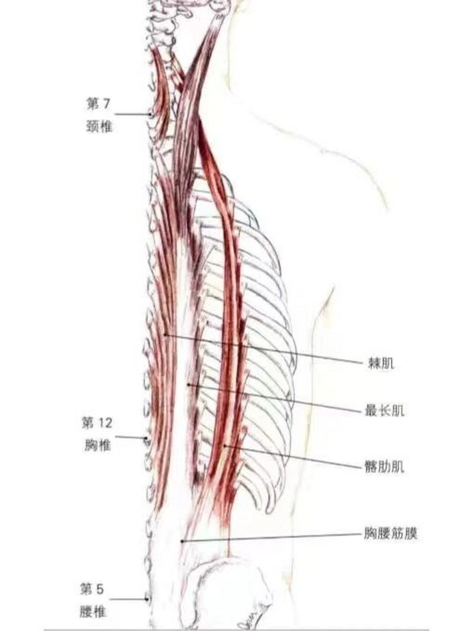 束脊肌图片