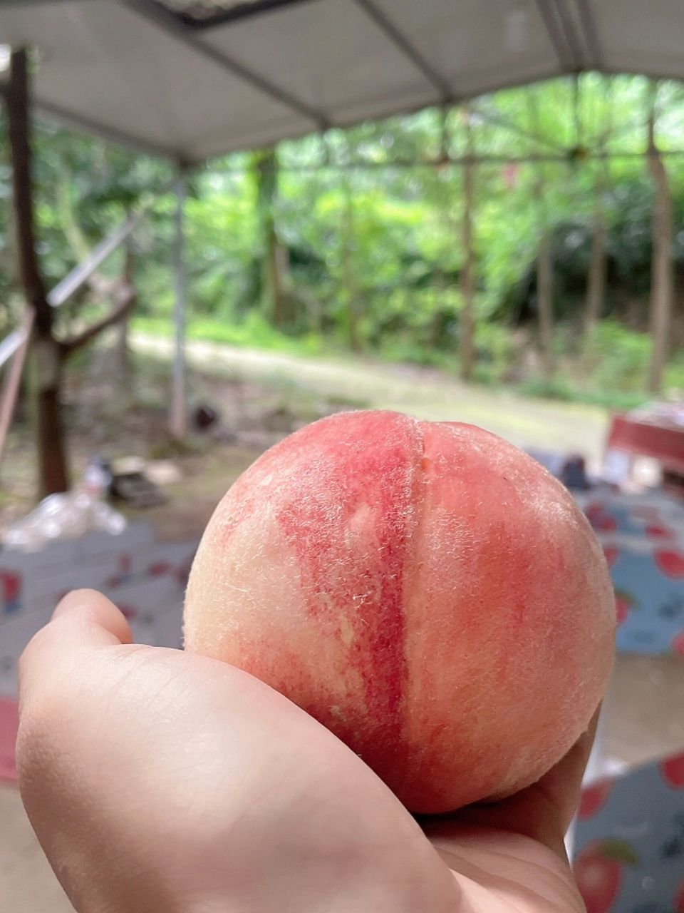 觅桃 | 龙泉驿水蜜桃"夏之梦"即将开始预售 龙泉驿水蜜桃大果!