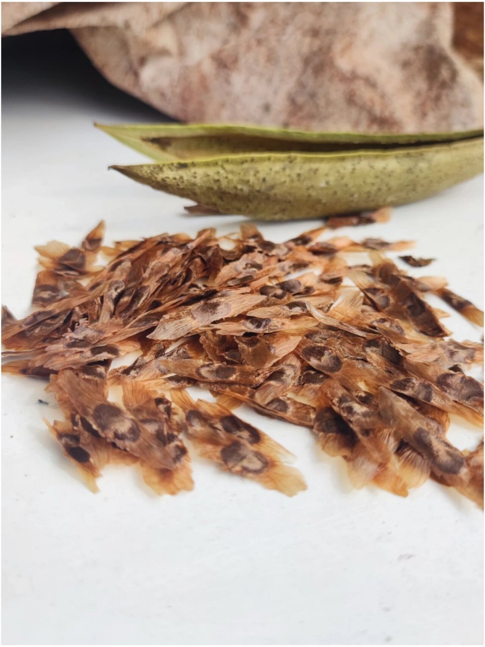 凌霄花种子 整理小花园的第一年,收货了一个凌霄花豆荚(图一),好奇心