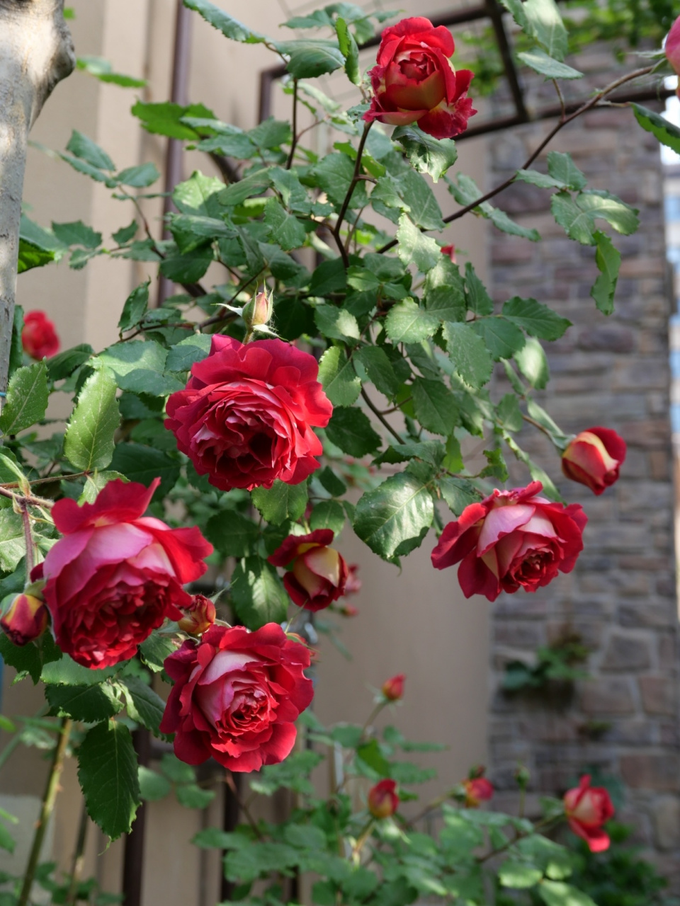 爬藤月季-藤宝贝 爬藤月季-藤宝贝,非常优秀的品种,花美,勤花,单朵