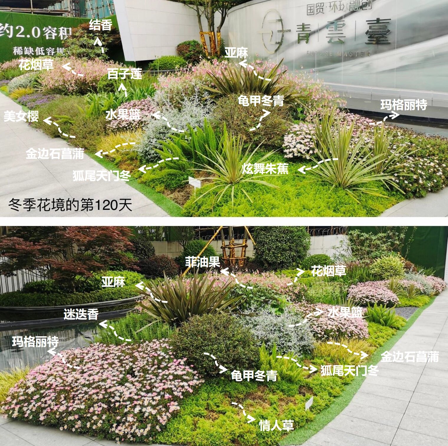 冬季花境的第120天