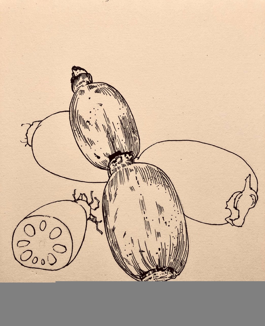 静物写生|蔬菜系列|线描莲藕(后附过程)