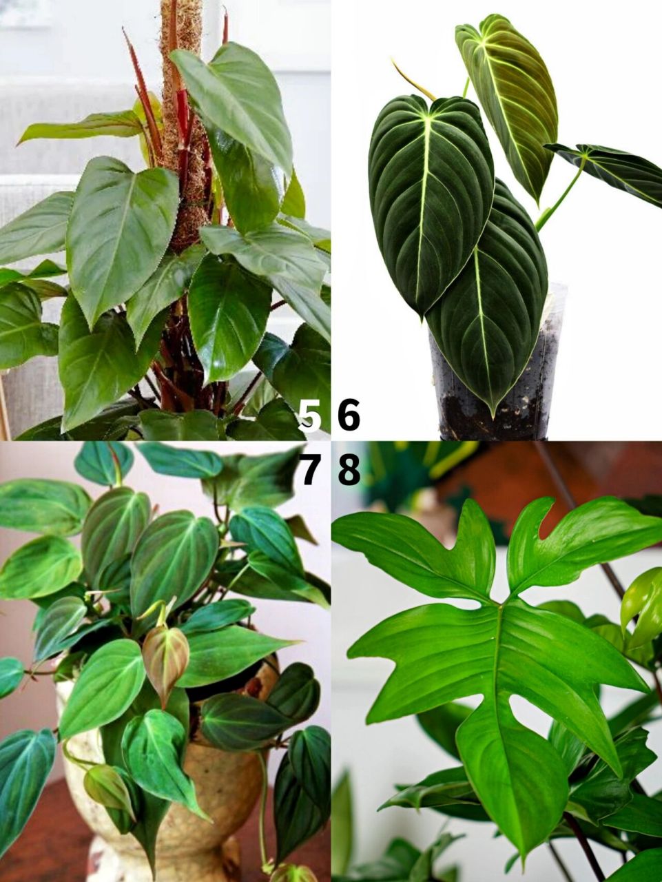 26个高颜值室内植物蔓绿绒品种分享 1. philodendron billietiae 2.