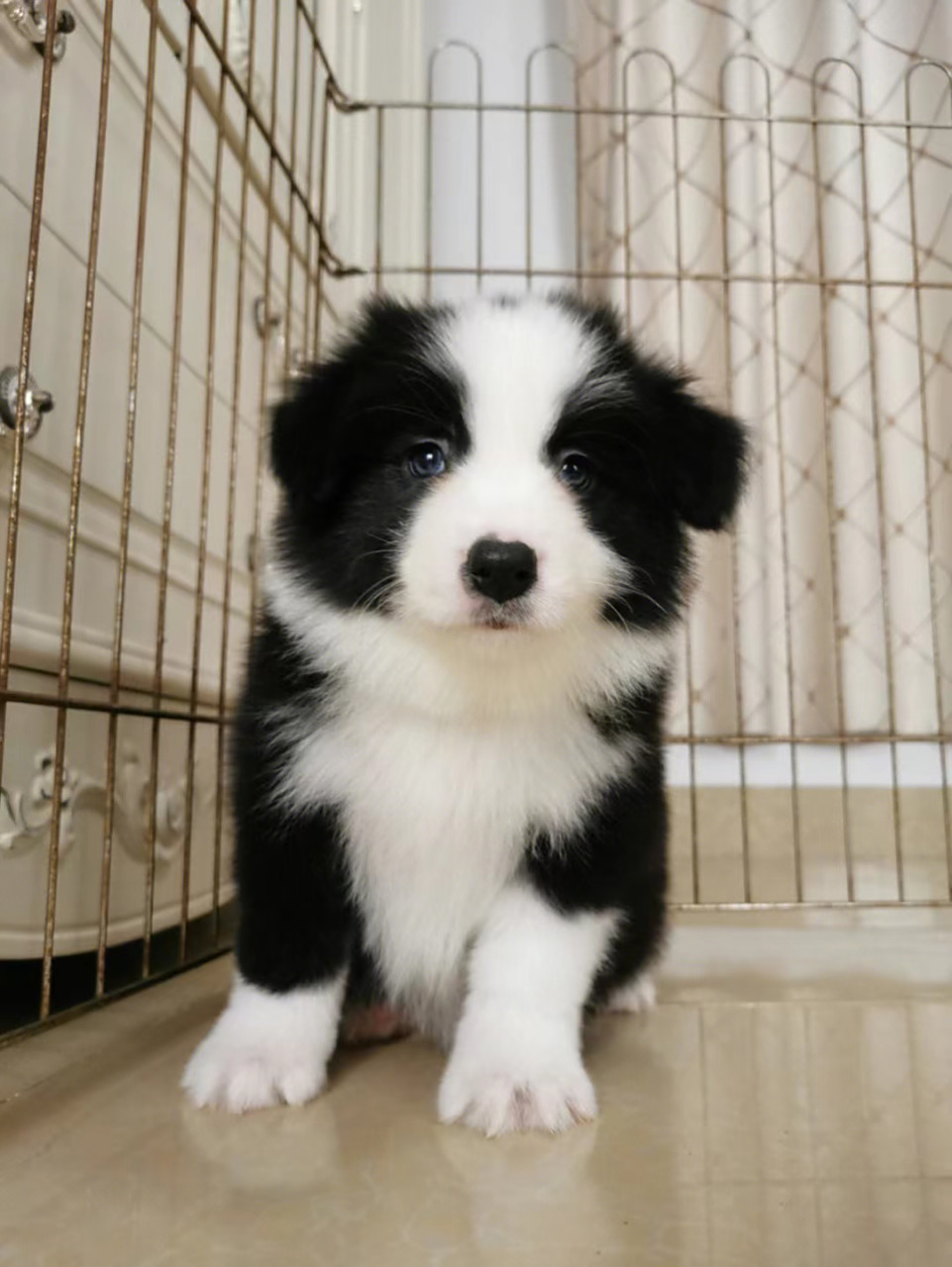 纯种边境牧羊犬究竟多少钱一只? 边牧聪明忠诚,养的人很多.