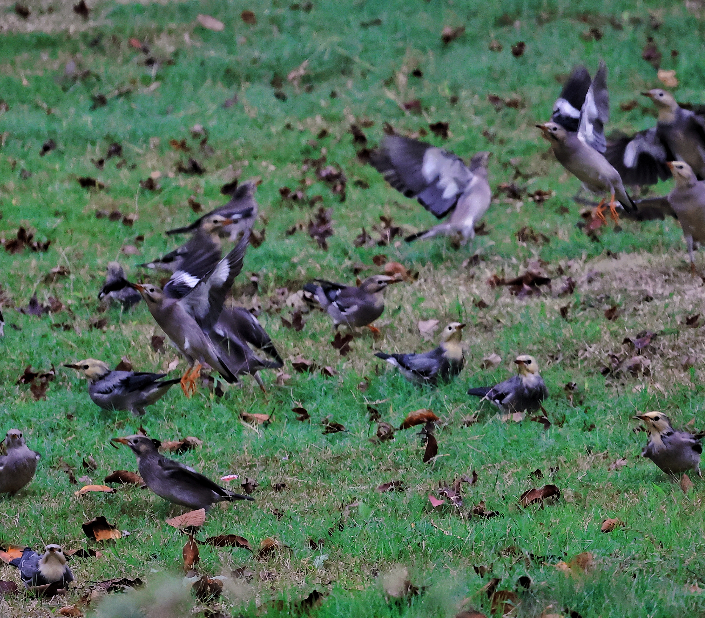 大量候鸟迁徙过来,今看到大群椋鸟进军杭州.