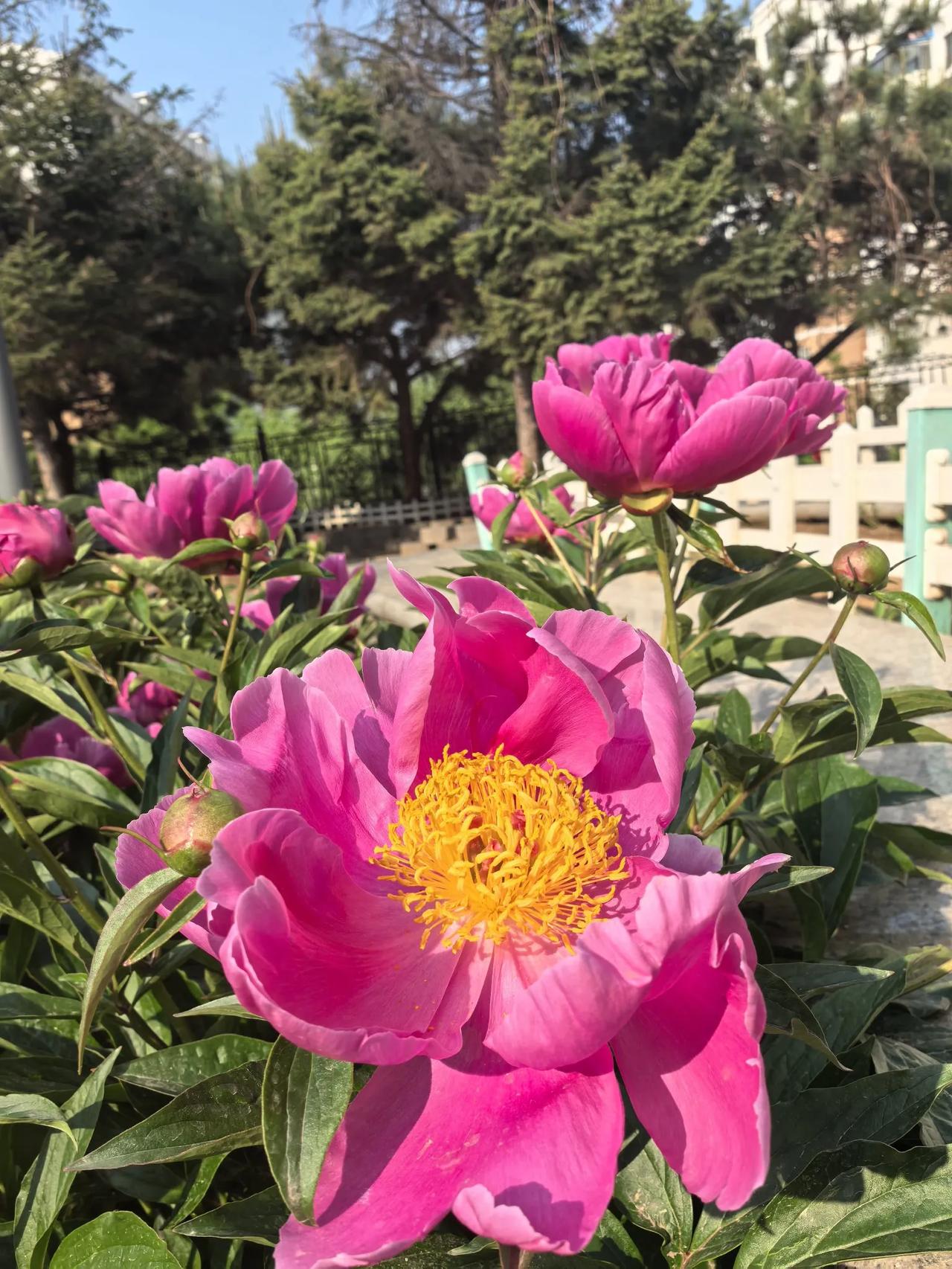 芍药花儿开 秦皇岛森林体育公园牡丹园的牡丹花谢幕之后芍药花儿又