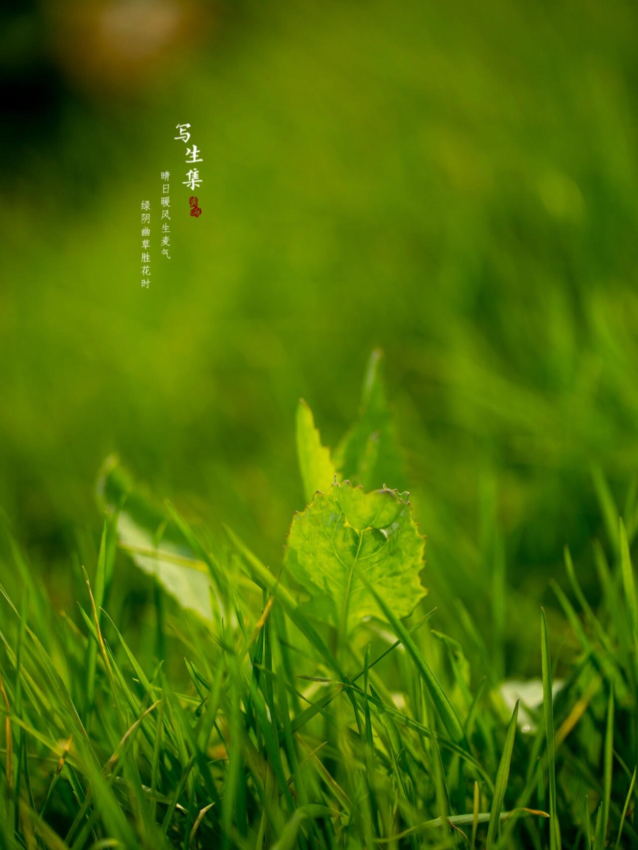 春天的影像诗|小草