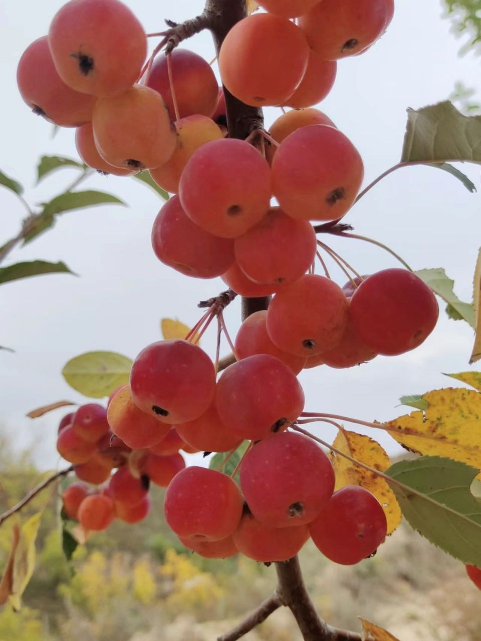 老家山上的野生果,官名:海棠果,海紅果,柰子,海紅.