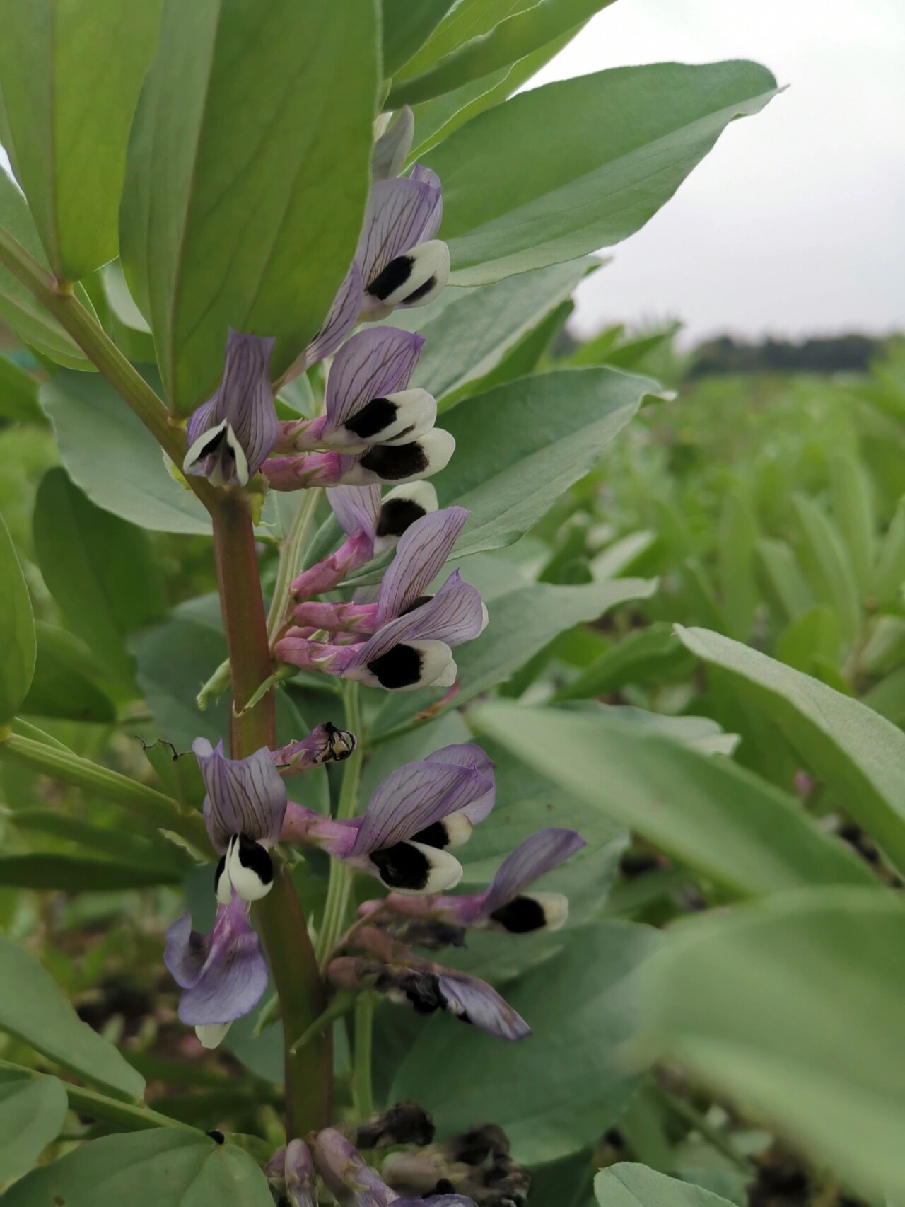 蚕豆花雄蕊类型图片