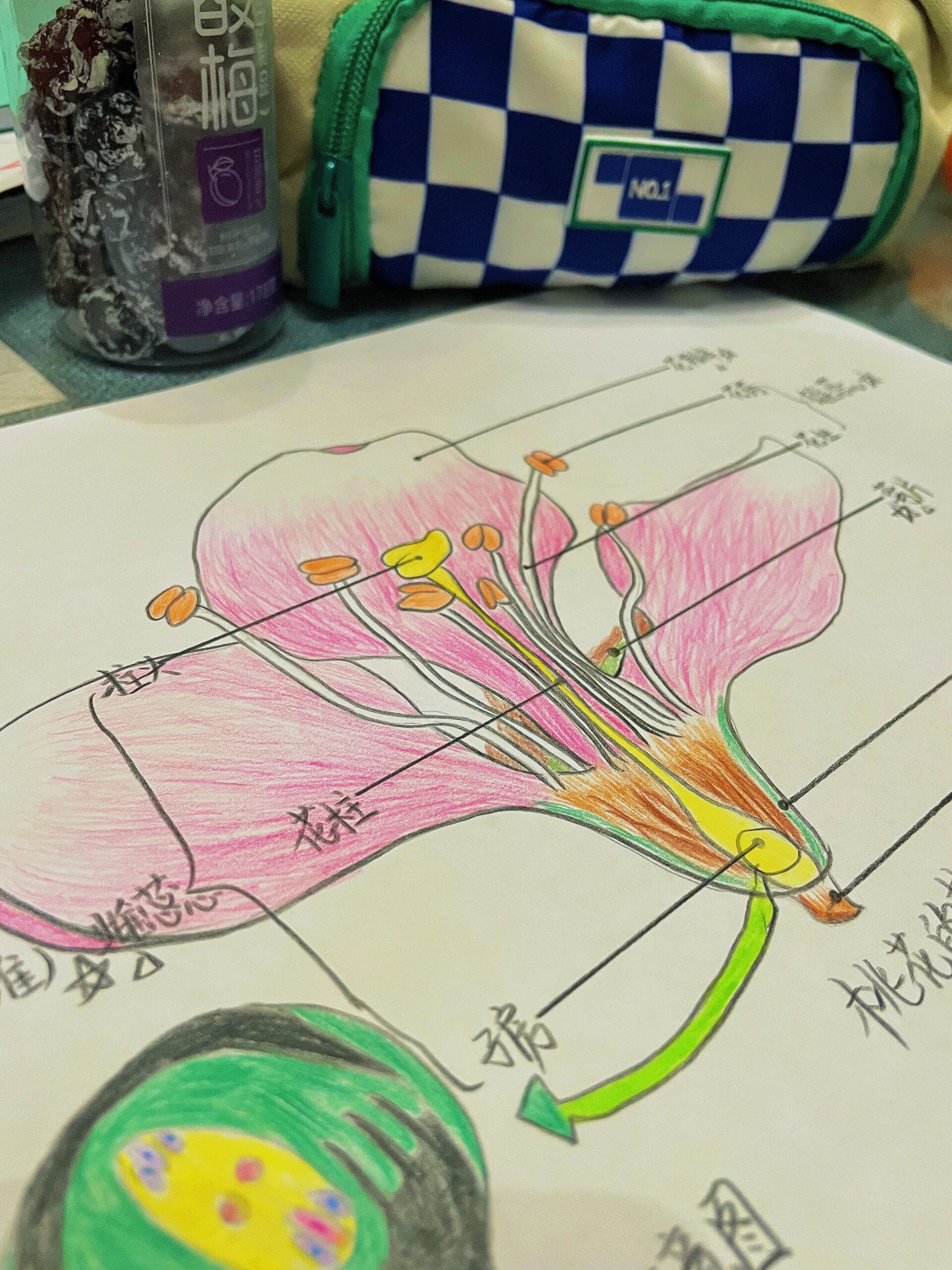 初中生物桃花结构图图片